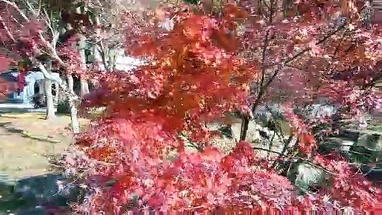Beautiful Japanese Temple Stroll