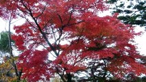 Autumn Leaves & Cherry Blossoms Together in Japan