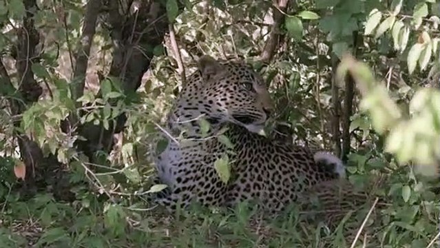 Grandes felinos 5- Supervivientes de la sabana - DOCUMENTALES DE ANIMALES - ANIMALES SALVAJES - DOCUMENTAL DE ANIMALES,DOCUMENTALES,DOCUMENTALES 2018,documentales interesantes,DOCUMENTALES 2019,DOCUMENTAL,DOCUMENTALES COMPLETOS EN ESPAÑOL