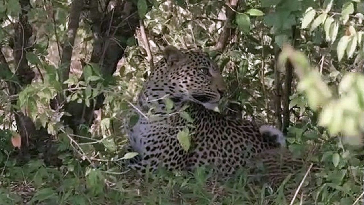 Grandes felinos 5- Supervivientes de la sabana  - DOCUMENTALES DE ANIMALES - ANIMALES SALVAJES - DOCUMENTAL DE ANIMALES,DOCUMENTALES,DOCUMENTALES 2018,documentales interesantes,DOCUMENTALES 2019,DOCUMENTAL,DOCUMENTALES COMPLETOS EN ESPAÑOL