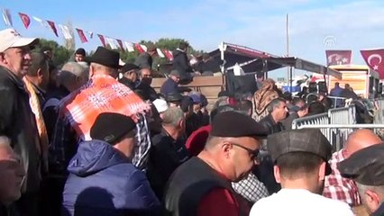 Ayvalık'ta deve güreşi festivali - BALIKESİR