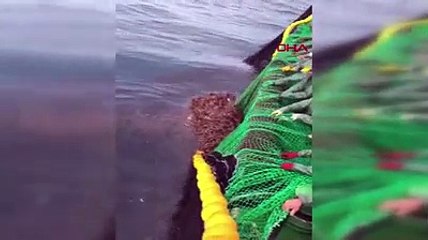 Ağlara takılan deniz kaplumbağasını böyle kurtardılar