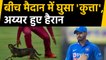 India vs West Indies, 1st ODI : Dog Interrupts play, Shreyas Iyer gets surprised | वनइंडिया हिंदी