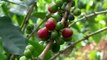 Rising Temperatures in Kenya Force Farmers to Replace Coffee Crop