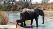 Watch: Mama Elephant Gently Helps Her Nervous Baby Cross Stream