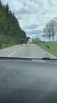 Un bébé élan a peur de traverser la route... moment adorable