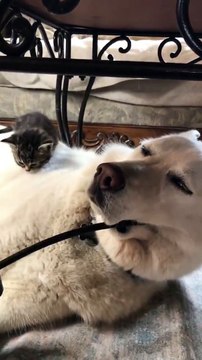 Ce chaton a trouvé le coussin le plus moelleux pour dormir... Adorable