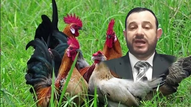 الدجاج في المنام للمتزوجة - حلم الدجاج للمتزوجة - تفسير الدجاج النيء - حلم اكل الدجاج