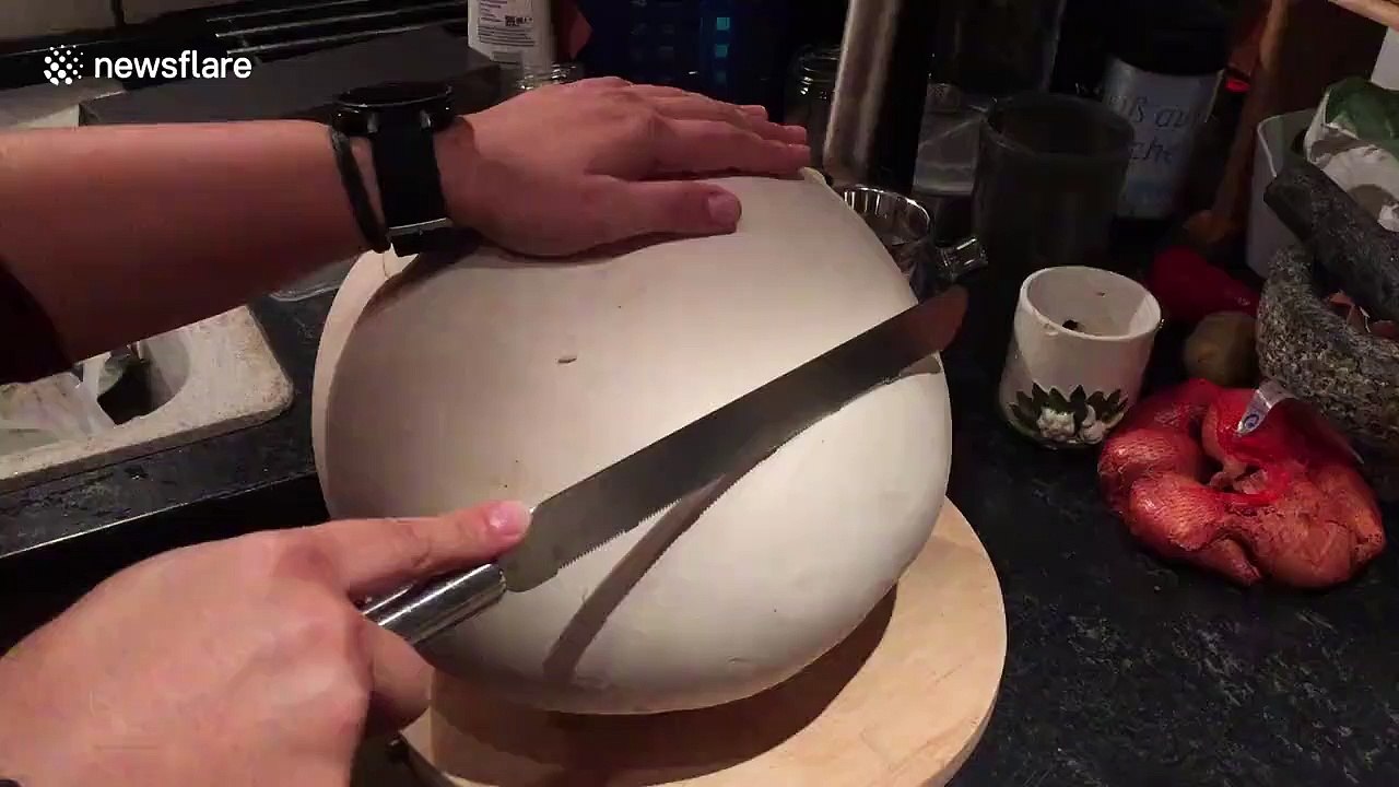 La TAILLE de ce champignon GÉANT !