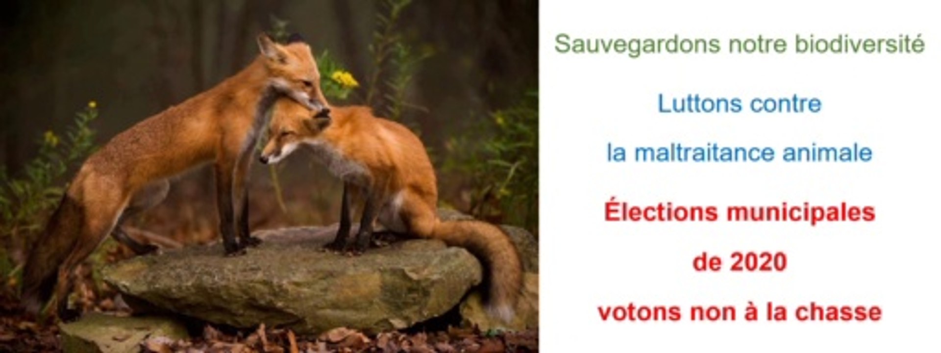 Votons aux élections municipales de 2020 pour des candidats opposés  à la chasse