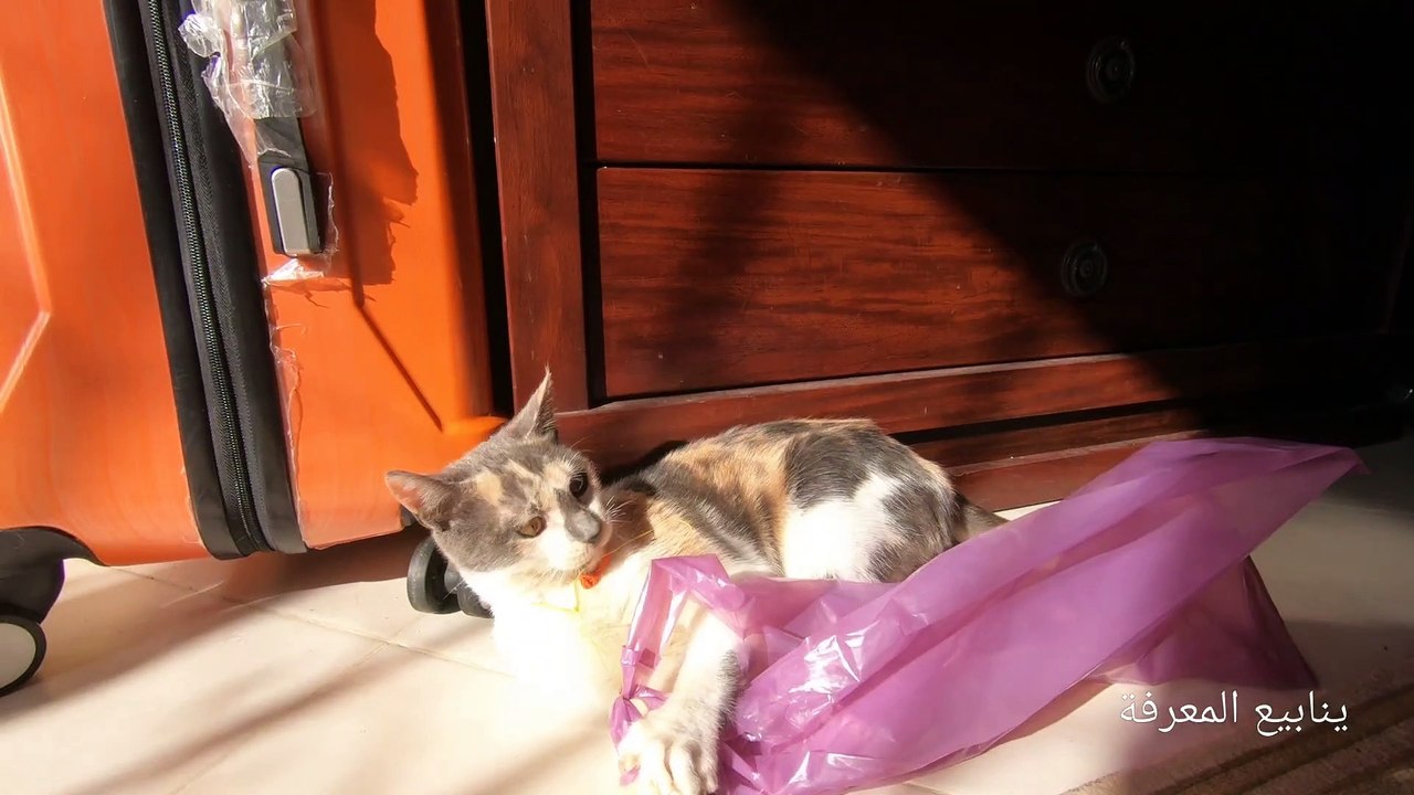 My cat vs Elastic