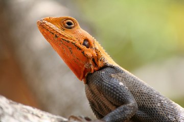 El lagarto, el niño travieso y el padre gilipollas