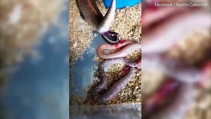 Así es el escalofriante nacimiento de una serpientes que sorprende al mundo