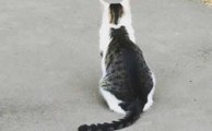 Reto viral: ¿Esto es un gato bicolor o son dos gatos?