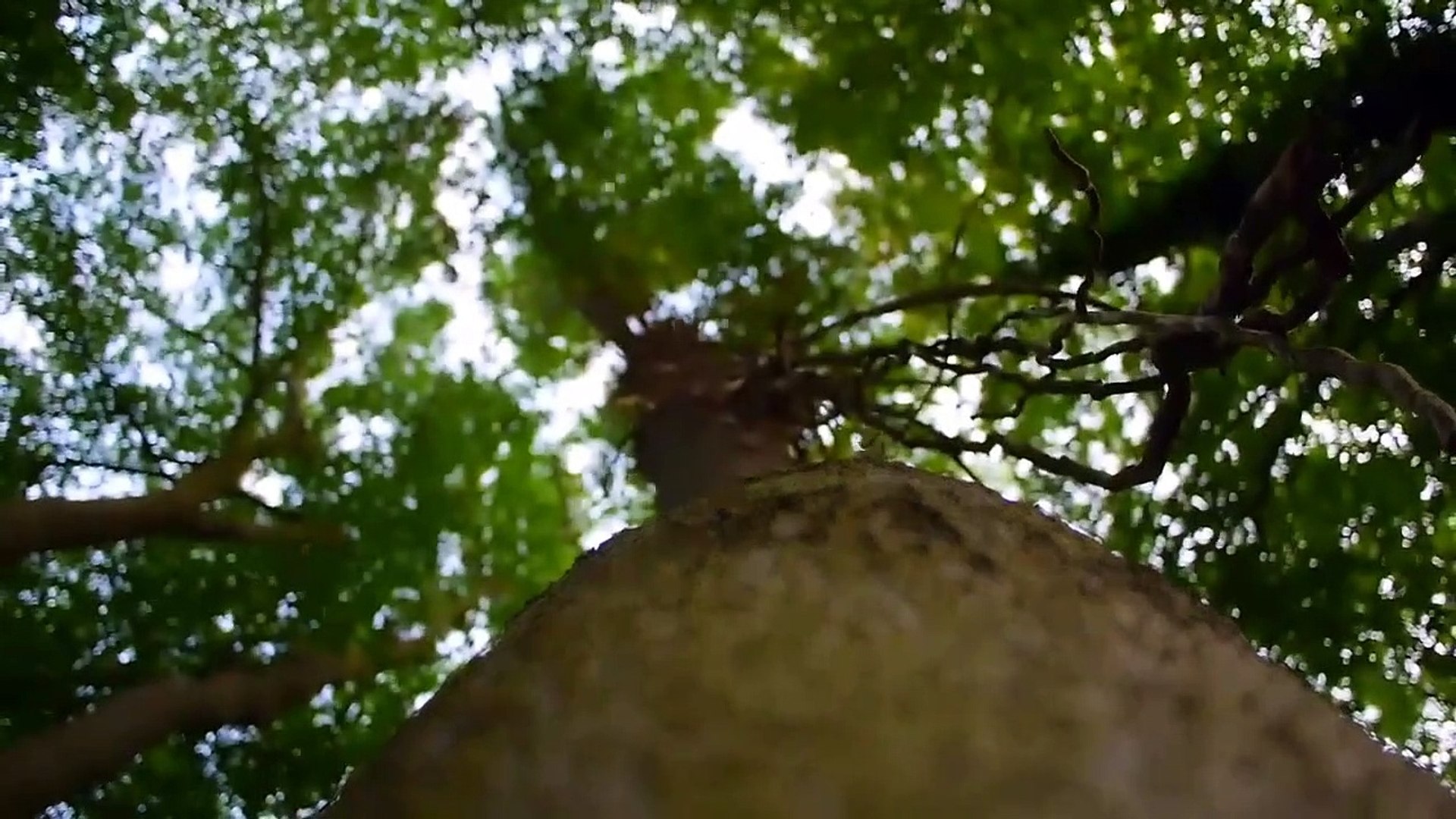 ⁣WOODPECKERS IN FOREST sound sping - Relaxing bird on tree - Relax woods nature Peaceful summer Piver
