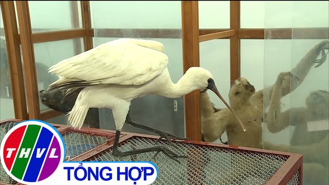 Nhiều loài động vật hoang dã bị săn bắt nằm bên bờ tuyệt chủng