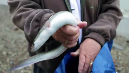 Fish Supper