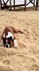 Dog eats a lemon and goes crazy!!