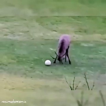 Ce cerf marque un but et ne cache pas sa joie