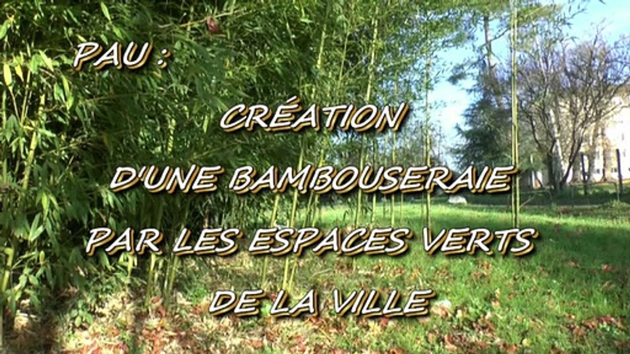 LES OBSERVATIONS DE MICHOU W-D.D. - 10 DÉCEMBRE 2019 - PAU - CRÉATION D'UNE BAMBOUSERAIE PAR LES ESPACES VERTS DE LA VILLE