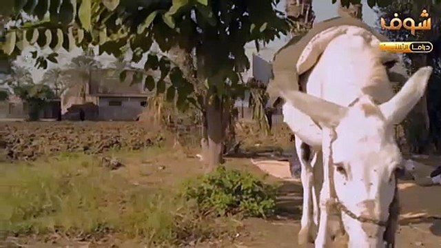 الكبير اوي مقاطع متنوعة - El Kabeer Awy - هدية بتجسس على طوماس
