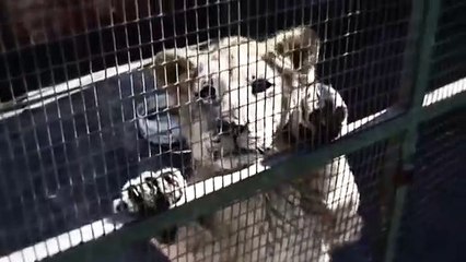 Blood Lions teaser - award winning documentary