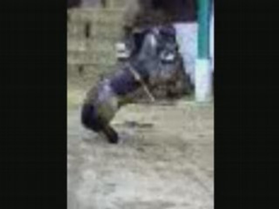video de chevaux