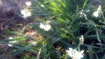 Nergis çiçeği Fulya çiçeği yabani Nergiz Fulya çiçeği faydaları çayı yararları nelerdir