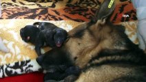 Mersin'de Bir Köpek Sezaryenle 16 Yavru Doğurdu