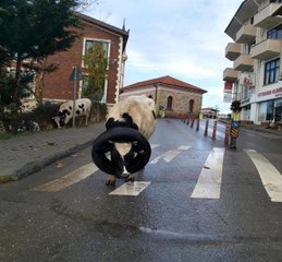 Kafasına araba lastiği takılan inek böyle kurtarıldı