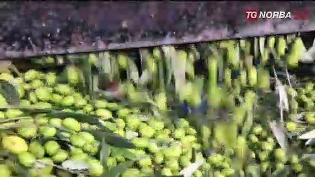 La crisi dell'olio pugliese: al Graffio ne abbiamo svelato i retroscena