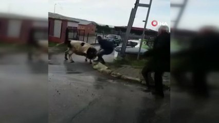 Kafasına araba lastiği takılan ineği vatandaşlar böyle kurtardı