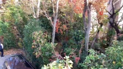 - Tokyo’da Yaban Domuzu Paniği