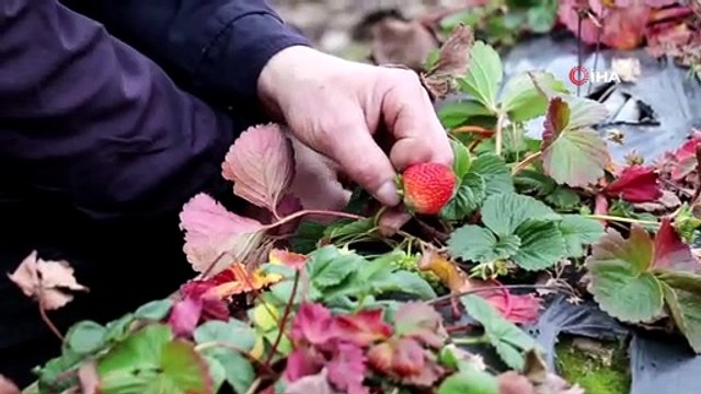 10 Yıl Önce Buğday Ekilen Bahçelerden Çilek Hasadı Yapılıyor