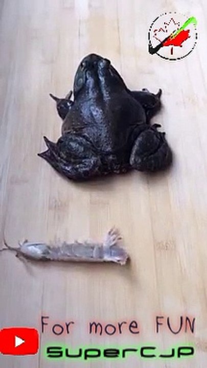 Frog