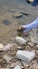 Il réanime un poisson en bouche à bouche