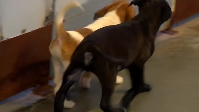 Una protectora de animales de Pontevedra prohíbe la adopción de cachorros en Navidades