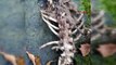 Trabzon'da 1,5 metre uzunluğunda, 2 ayaklı hayvan iskeleti bulundu