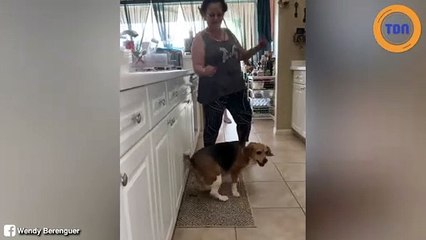La danse de ce chien est devenue un phénomène sur les réseaux sociaux