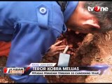 Ancaman Teror Ular Kobra Makin Meluas