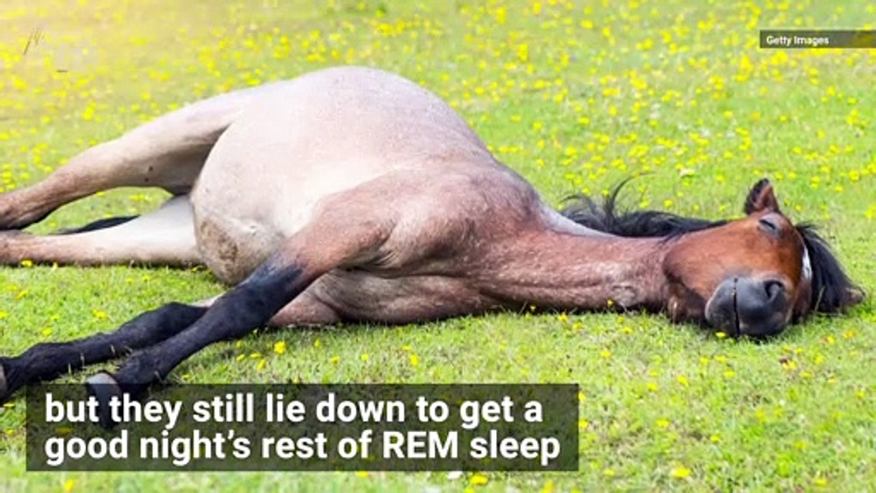 Horses Use the Buddy System While Sleeping Stan...