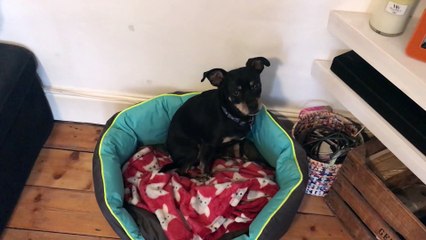 Dog Friendly Polling Stations!