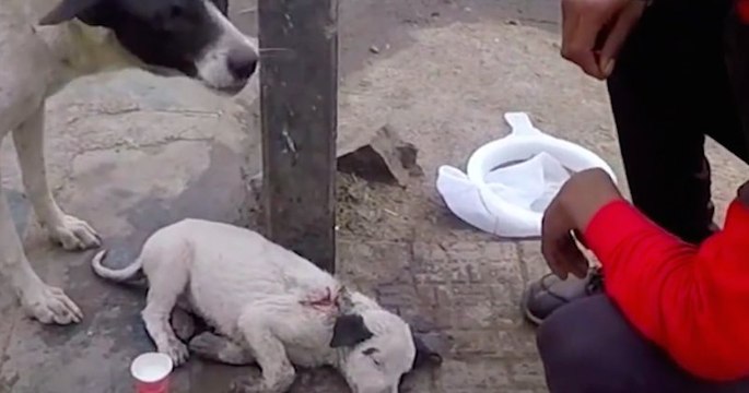 Animal Aid Unlimited, quand une maman chien appelle à l’aide pour son chiot
