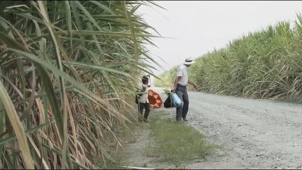 Trailer oficial - LA TIERRA Y LA SOMBRA de César Acevedo - ESTRENO EL 23 DE JULIO EN CINES