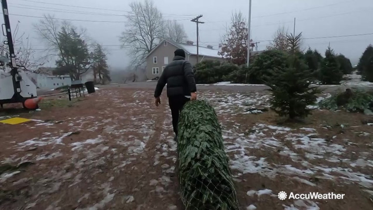 Safely selecting and transporting a Christmas tree
