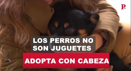 Adopta con cabeza: los perros no son juguetes