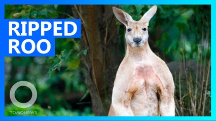 Muscular kangaroo is harassing people and tearing up gardens