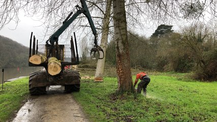 43 peupliers abattus sur le halage