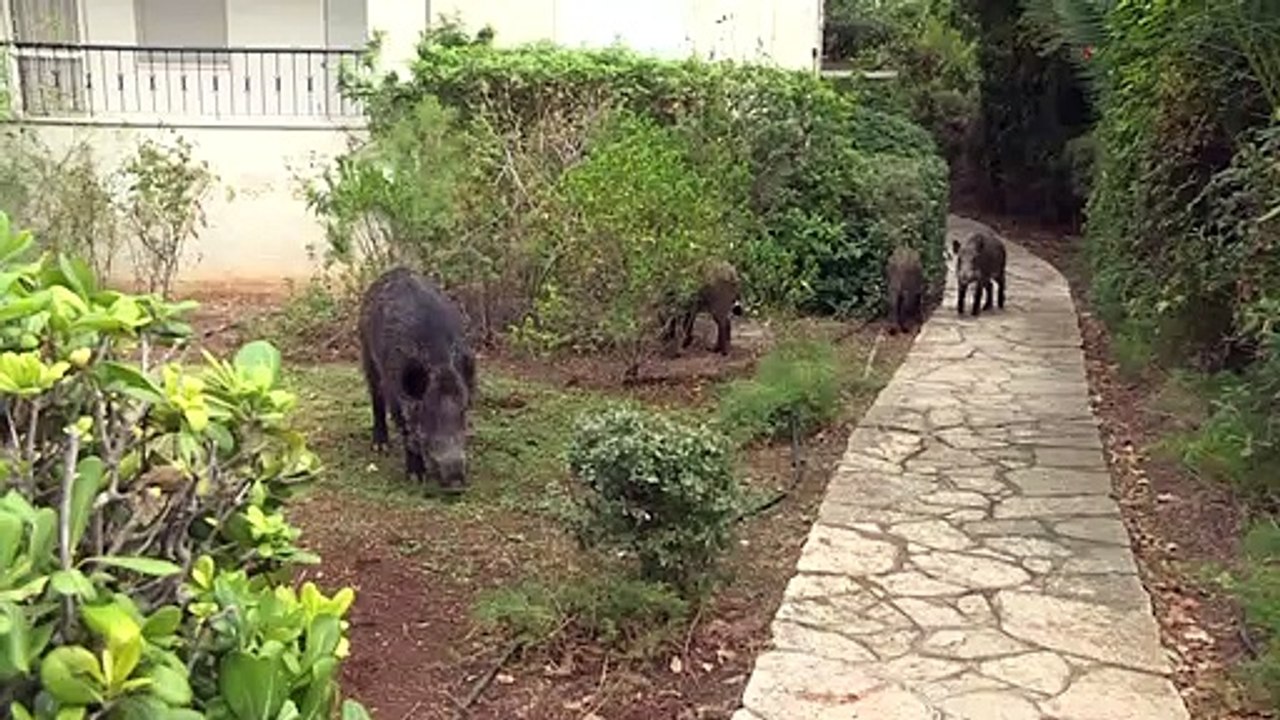 Wildschweine machen haifa unsicher
