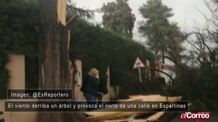 El viento derriba un árbol y provoca el corte de una calle en Espartinas